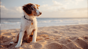 A young dog sits on the beach at sunset