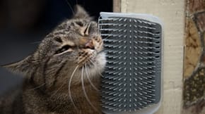 A cat rubs its face against a grooming brush on a corner