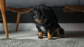 A puppy sits nervously under a sofa