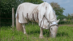 A horse wearing a coat grazing in a field
