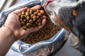A palm full of dry dog food, and a hungry dog sat neaby