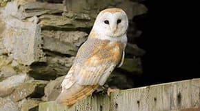 A Barn Owl