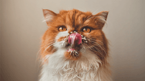 A ginger and white cat licks milk off its face.
