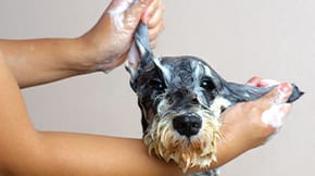 A grey dog in covered in soapy subs and having their ears washed