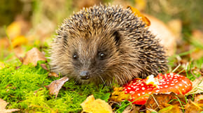 A hedgehog