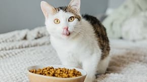 A cat licks its lips with a bowl of food in front of it
