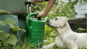 A watering can is being filled from a water butt, whilst a Labrador watches
