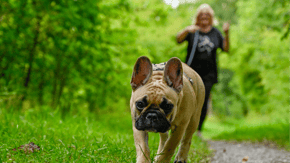 A Frenchie on a walk in the woods