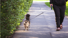 Someone walking a cat on a harness on a pavement out of home