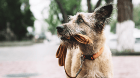 A dog holds their lead in their mouth and looks around in anticipation