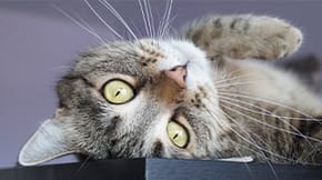 A cat flopped over looking lovingly towards the camera