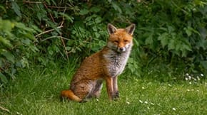 A fox sat in a garden