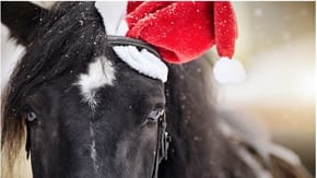 A horse wearing a Christmas hat