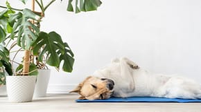 A dog stretches out on an exersise mat next to a Monstera houseplant