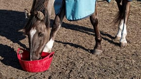 A horse eating from a large bucket on the floor