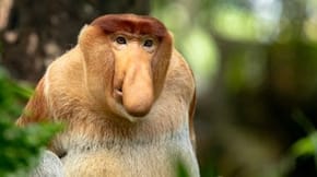 A proboscis monkey