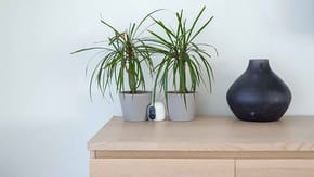 House plants carefully disguising a home security device