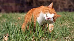 Cat eating grass