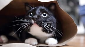 A tuxedo cat sits in a paper bag