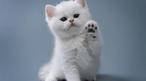 A fluffy white kitten