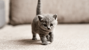 An adorable grey kitten staggers across the room