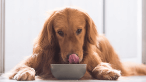 A dog eating from a bowl