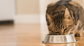 A tabby cat eats from a shiny bowl