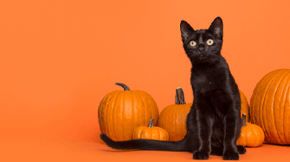 A black cat, surrounded by orange pumpkins and an orange background