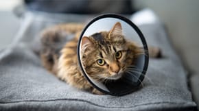 Cat wearing a medical cone
