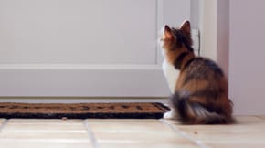 Cat waiting by the door to be let outside
