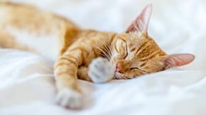 A ginger cat sleeping on a white bed