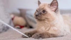 A young Ragdoll cat