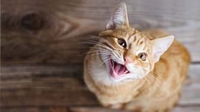 A ginger cat looks upwards and meows