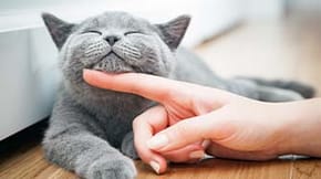 A grey cat enjoys an under chin scratch from a human