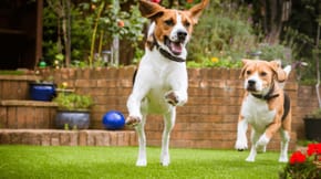 2 Beagles enjoying their garden