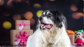 A long haired, large dog sits in front of gifts