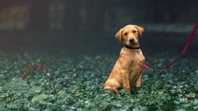 Golden lab puppy