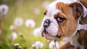 Bulldog sat outside