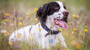 A Spaniel in a wildflower meadow