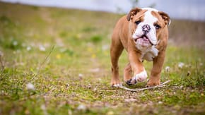 English Bulldog running in a field