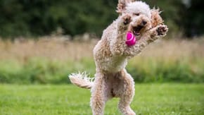 Dog jumping in the air