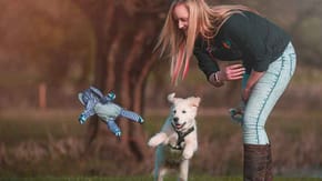 Puppy chasing a toy
