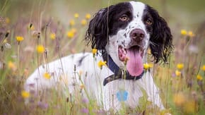 Springer Spaniel sat outside