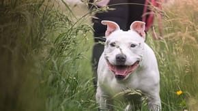 Staffordshire Bull Terrier 