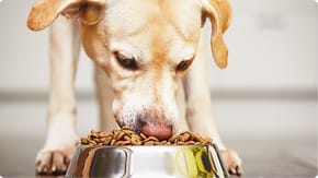 A Labrador is eating dry dog food from a silver bowl on the floor