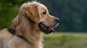 A Labrador wearing a collar