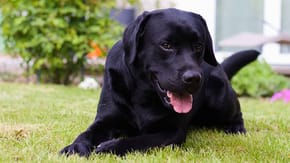 A black Labrador led on some grass