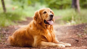 Golden retriever health problems