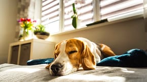 Dog having a sleep