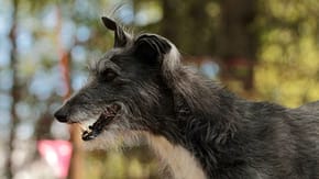 A long haired lurcher